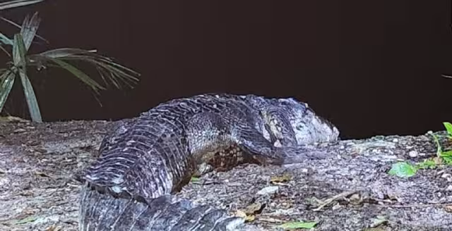 El cocodrilo llevaba un perro sin vida en el hocico