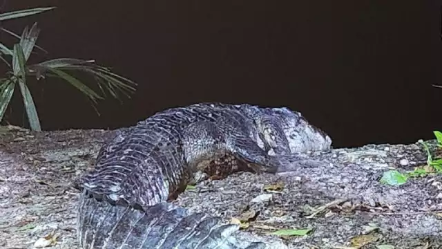 El cocodrilo llevaba un perro sin vida en el hocico