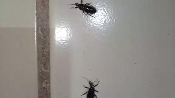 Especialistas recomiendan que dichos insectos no se manipulen de manera directa para evitar picaduras Especialistas recomiendan que dichos insectos no se manipulen de manera directa para evitar picaduras