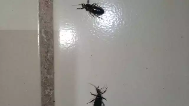 Especialistas recomiendan que dichos insectos no se manipulen de manera directa para evitar picaduras