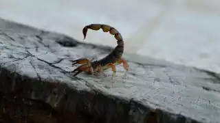 Alacranes y tarántulas inquietan a vecinos de la zona maya de Quintana Roo