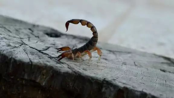 La presencia de estos insectos peligrosos es recurrente en las casas de la zona maya La presencia de estos insectos peligrosos es recurrente en las casas de la zona maya