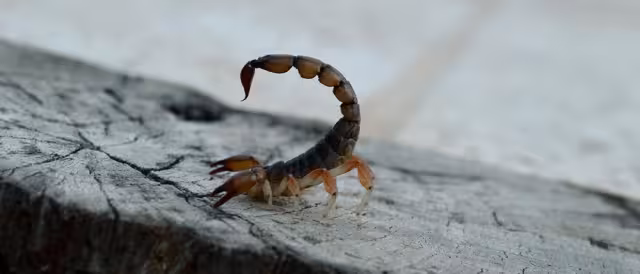 La presencia de estos insectos peligrosos es recurrente en las casas de la zona maya