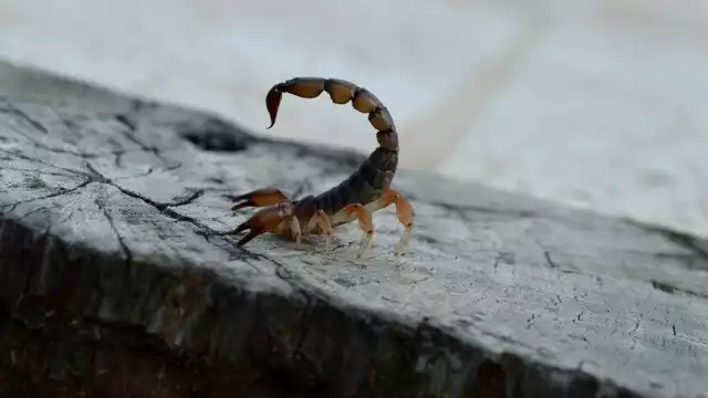 La presencia de estos insectos peligrosos es recurrente en las casas de la zona maya