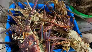 Venden langosta, especie en veda, a través de redes sociales en Cozumel