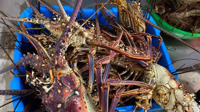 Sólo cinco inspectores vigilan el litoral del mar Caribe y Golfo de México