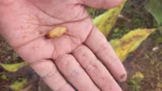 Secretaría de Salud informa que en Mérida e Izamal detectan gusano barrenador en humanos