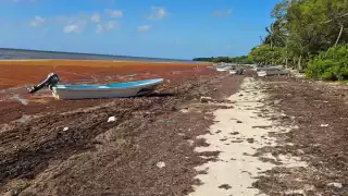 La playa de Xcalak se encuentra llena de sargazo acumulado.