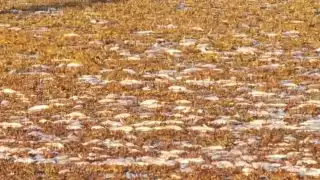 Habitantes cercanos al río se han consternado por la gran cantidad de peces muertos