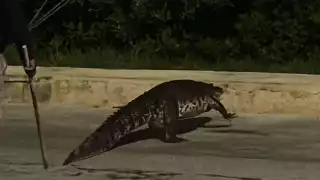 Caimán, de más de dos metros de largo, aparece en la carretera rumbo a Yucatán