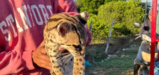 El tigrillo se encontraba lesionado, por lo que fue trasladado al veterinario