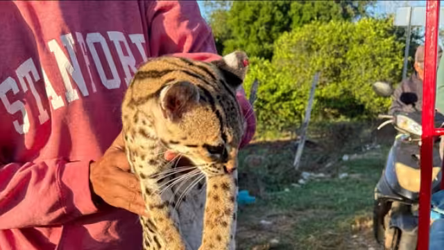 El tigrillo se encontraba lesionado, por lo que fue trasladado al veterinario