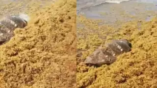 Autoridades federales deben evaluar al animal antes de saber a donde trasladarlo