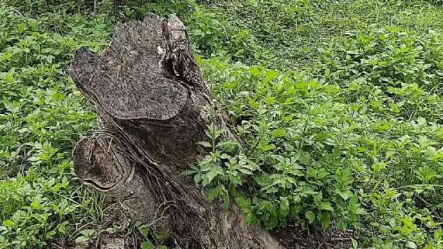 Los vecinos han denunciado la tala clandestina de árboles. 
