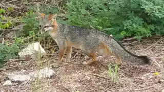 Coatíes, zorros y otros animales aparecen cerca de casas en Telchac Pueblo
