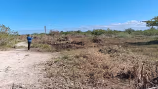 Profepa clausura un predio en Chelem por la destrucción de casi seis mil metros cuadrados de manglar