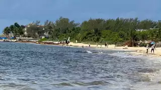 Piden decretar las 80 hectáreas de manglar como Área Natural Protegida de Playa del Carmen