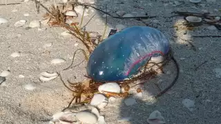 Llegan  peligrosas medusas venenosas a la costa de Yucatán