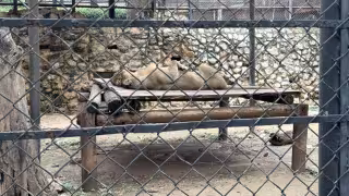 Desmienten versiones sobre muerte de león del Centenario de Mérida