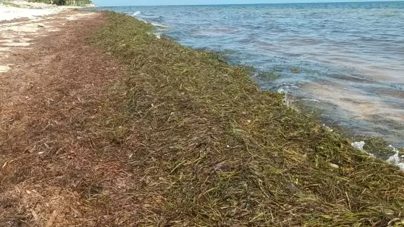 La presencia de sargazo en las playas le da una mala imagen al puerto debido al hedor que desprende La presencia de sargazo en las playas le da una mala imagen al puerto debido al hedor que desprende