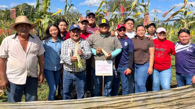 Por primera vez, el TecNM, campus Tizimín, logra cultivar el maíz pozolero en un clima tropical