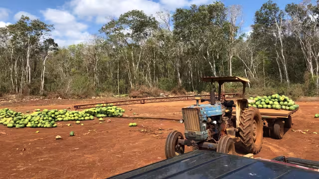 Se estima que hay al menos 100 toneladas del producto tirado en los campos de cultivo