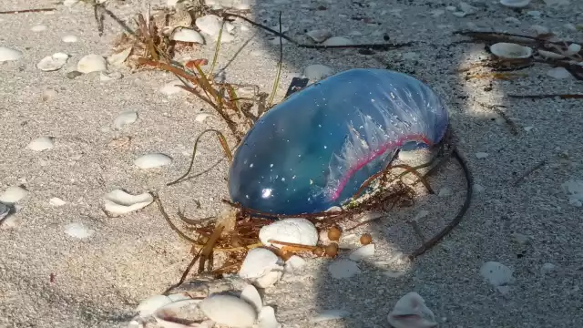 Se teoriza que el arribo de las fragatas portuguesas se debe a los frentes fríos de la temporada