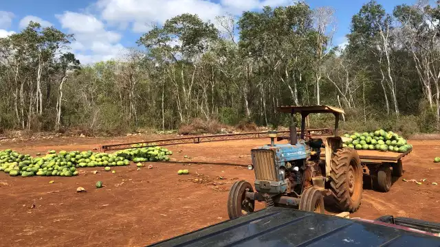 Se estima que hay al menos 100 toneladas del producto tirado en los campos de cultivo