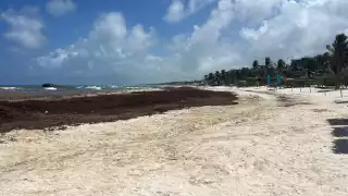 Cinturón de sargazo en el Atlántico registra nuevo récord al alcanzar los 40 mton