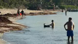 Activista ambiental  presentará denuncia ante Profepa por ataques y saqueo de tortugas en Playa del Carmen