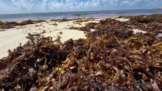Contaminación se agudiza  en las playas por centros de acopio de sargazo en Playa del Carmen