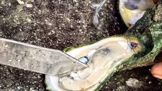Moluscos de Ciudad del Carmen son seguros pese a derrame en el Golfo
