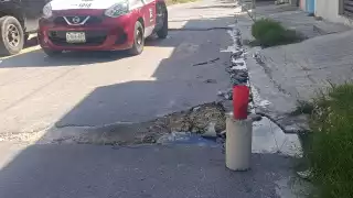 Baches de Campeche "ya están buenos para pibipollos"