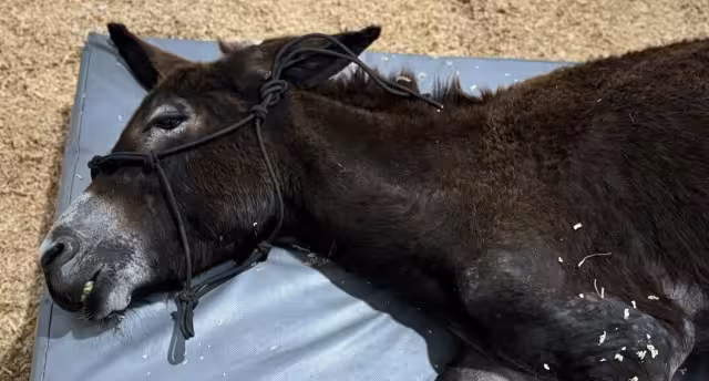 El hombre que le quemó la pata a Olivia aun sigue sin ser detenido