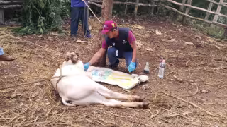 Detectan infestación de gusano barrenador en becerro de Tahdziú