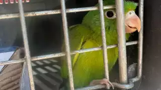 ¿Por qué es ilegal tener loros, pericos y guacamayas como mascotas en México?    