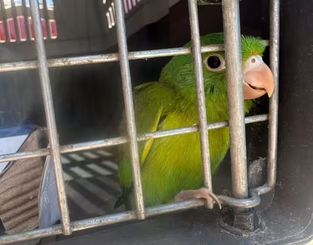 Se estima que anualmente se capturan entre 34 mil y 41 mil 500 ejemplares