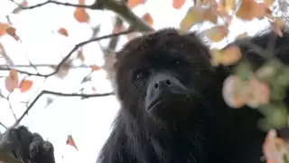  Estas son las especies de animales en riesgo de extinguirse en Yucatán  