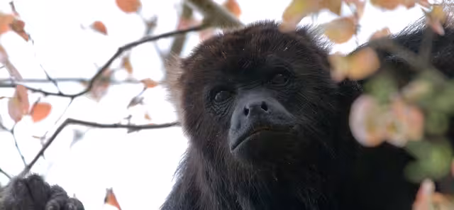 El mono aullador yucateco se encuentra entre las especies en peligro