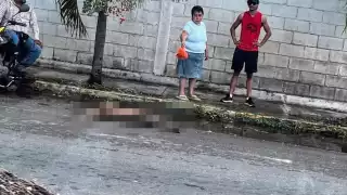 Venado muere al ser atropellado en colonia Jardines de Chetumal: VIDEO