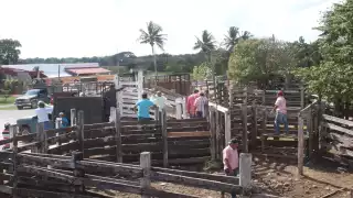 Ganadería, actividad en riesgo al Oriente de Yucatán; el hato disminuye un 40%