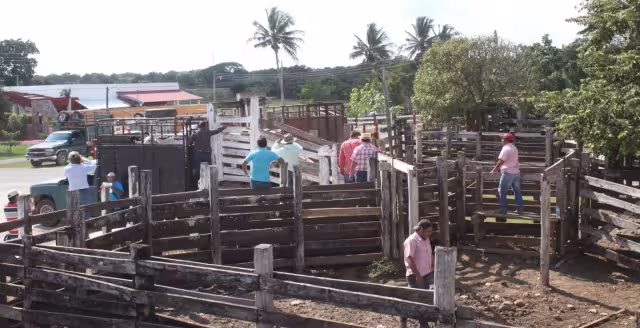 Debido al incremento del precio de los animales y otros elementos, el hato ha disminuido en un 40 %