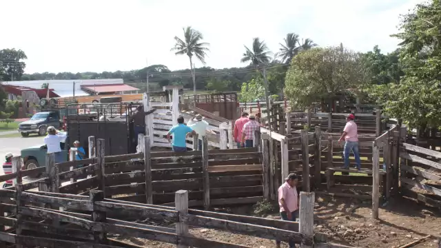 Debido al incremento del precio de los animales y otros elementos, el hato ha disminuido en un 40 %