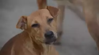 Perros deben de mantener una alimentación balanceada