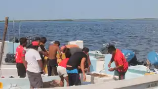 Recuerdan la fiebre del pepino de mar en Yucatán; su captura dejó un fuerte impacto ambiental 