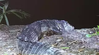 El cocodrilo llevaba un perro sin vida en el hocico