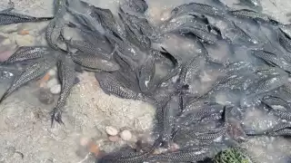 Imparable la expansión del pez diablo en el sur de Quintana Roo 