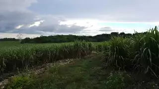 Productores de caña enfrentan crisis azucarera