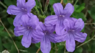 Se trata de una planta silvestre nativa del país asociada con vegetación perturbada