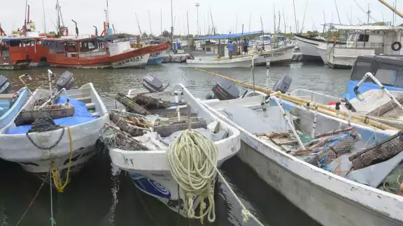 El reciente análisis arrojó que el florecimiento del alga no impacta a la fauna marina, ni a la población.